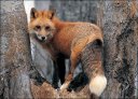 Mr  Fox...