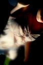 Samy_